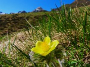 22 Pulsatilla alpina sulphurea (Anemone alpino)